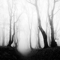 Buy canvas prints of Haunted Forest by Andreas Vitting