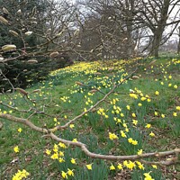 Buy canvas prints of Daffodils - Hampstead Heath. by Alix Forestier