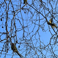 Buy canvas prints of Parakeets in St James Park. by Alix Forestier