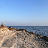 Buy canvas prints of Seagull Facing the Sea by Alix Forestier