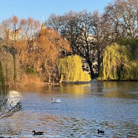 Buy canvas prints of The Pond and the Willows - St James Park - London  by Alix Forestier