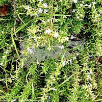 Buy canvas prints of Dewy Cobweb on a Rosemary Bush by Alix Forestier