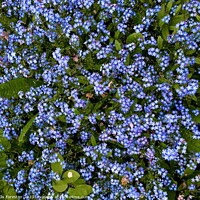 Buy canvas prints of Forget-me-nots by Alix Forestier
