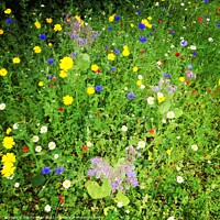 Buy canvas prints of Wild Flowers by Alix Forestier