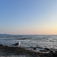 Buy canvas prints of Seagull on a Rocky Beach by Alix Forestier