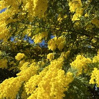 Buy canvas prints of Blossoming Mimosa by Alix Forestier