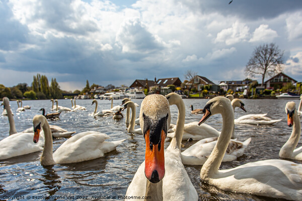 Portrait of a curious swan on the River Thames Picture Board by Eszter Imrene Virt