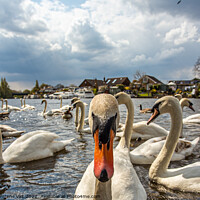 Buy canvas prints of Portrait of a curious swan on the River Thames by Eszter Imrene Virt
