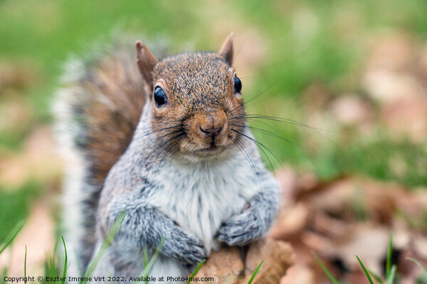 Portrait of a grey squirrel Picture Board by Eszter Imrene Virt