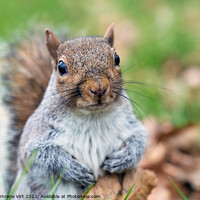 Buy canvas prints of Portrait of a grey squirrel by Eszter Imrene Virt