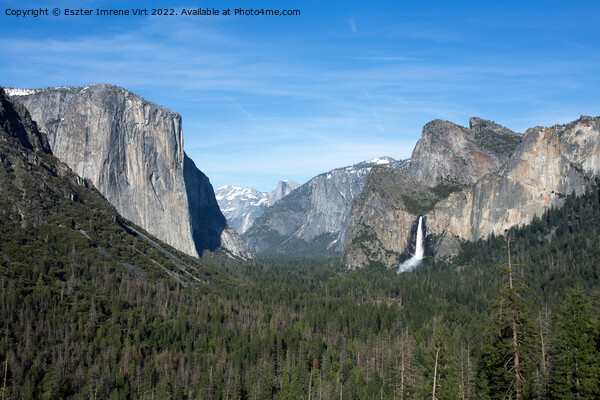 The famous view of Yosemite National Park in California Picture Board by Eszter Imrene Virt