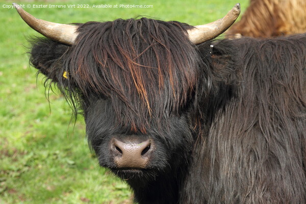 A Scottish hairy cow Picture Board by Eszter Imrene Virt