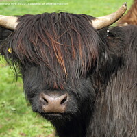 Buy canvas prints of A Scottish hairy cow by Eszter Imrene Virt