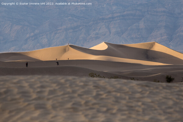 Dunes in the desert Picture Board by Eszter Imrene Virt