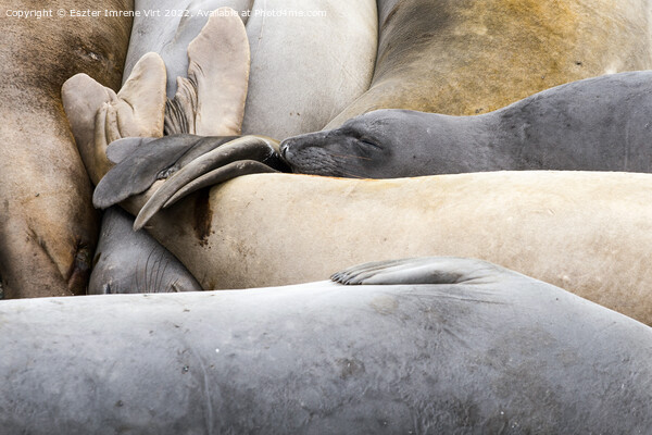 A group of resting sea lions Picture Board by Eszter Imrene Virt