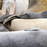 Buy canvas prints of A group of resting sea lions by Eszter Imrene Virt