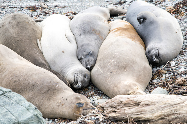 A group of resting seals on a rock Picture Board by Eszter Imrene Virt