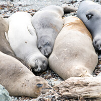 Buy canvas prints of A group of resting seals on a rock by Eszter Imrene Virt