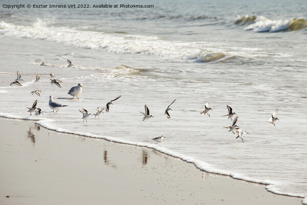 Birds in the Atlantic Ocean Picture Board by Eszter Imrene Virt