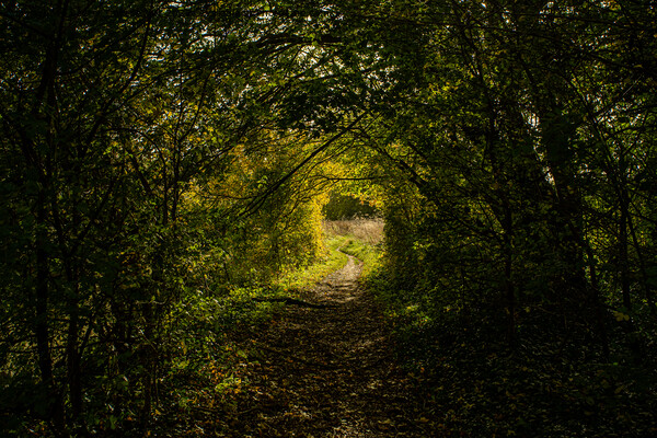 A natural tunnel in the forest in Oxfordshire, England Picture Board by Eszter Imrene Virt