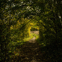 Buy canvas prints of A natural tunnel in the forest in Oxfordshire, England by Eszter Imrene Virt