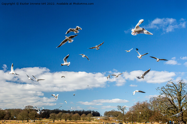 Flying seagulls in Richmond Park Picture Board by Eszter Imrene Virt