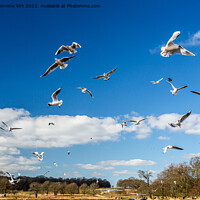 Buy canvas prints of Flying seagulls in Richmond Park by Eszter Imrene Virt