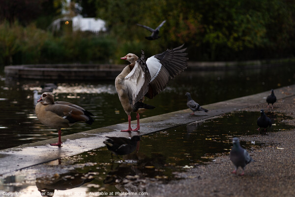 A goose with wings open in a park after rain Picture Board by Eszter Imrene Virt
