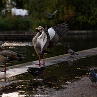 Buy canvas prints of A goose with wings open in a park after rain by Eszter Imrene Virt
