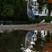 Buy canvas prints of Reflection of a heron by Eszter Imrene Virt