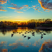 Buy canvas prints of Canadian Geese at Sunset by Tony Millward
