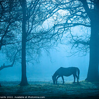 Buy canvas prints of Horse in Morning Mist by Chris Richards