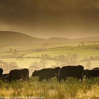 Buy canvas prints of Betws Cattle by Chris Richards
