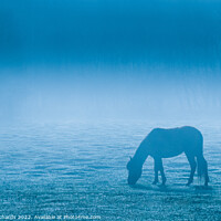 Buy canvas prints of New Forest Pony by Chris Richards