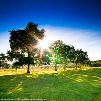 Buy canvas prints of Afternoon Sun on Ashdown Forest by Chris Richards