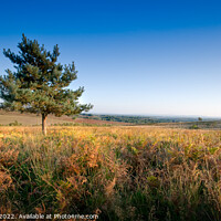 Buy canvas prints of Lone Pine on Ashdown Forest by Chris Richards