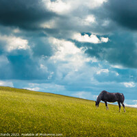 Buy canvas prints of Horse Grazing on Betws by Chris Richards