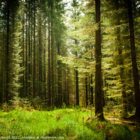 Buy canvas prints of Tywi Forest by Chris Richards