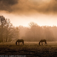 Buy canvas prints of New Forest Horses Grazing in the Morning Mist by Chris Richards