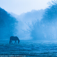 Buy canvas prints of Horse Grazing in Morning Mist, New Forest, Hampshire by Chris Richards
