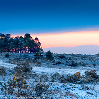 Buy canvas prints of Camphill Clump Sunset in the Snow by Chris Richards