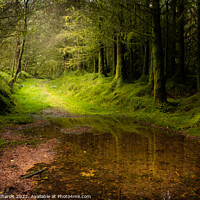 Buy canvas prints of Coed Y Brenin Forest, Snowdonia by Chris Richards