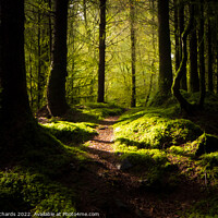 Buy canvas prints of Coed Y Brenin Forest, Snowdonia by Chris Richards