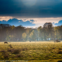 Buy canvas prints of Early spring afternoon in the New Forest by Chris Richards