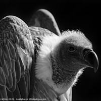 Buy canvas prints of Close up of a vulture by Garry Stratton