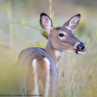 Buy canvas prints of Whitetail Doe  by carlile esterly