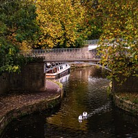 Buy canvas prints of Swan babies swimming along the canal in autumn by Rowena Ko