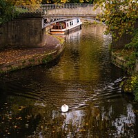 Buy canvas prints of Swan swimming along the canal in autumn by Rowena Ko