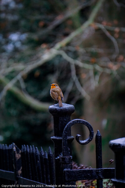 Little Robin in a winter park  Picture Board by Rowena Ko
