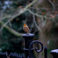Buy canvas prints of Little Robin in a winter park  by Rowena Ko